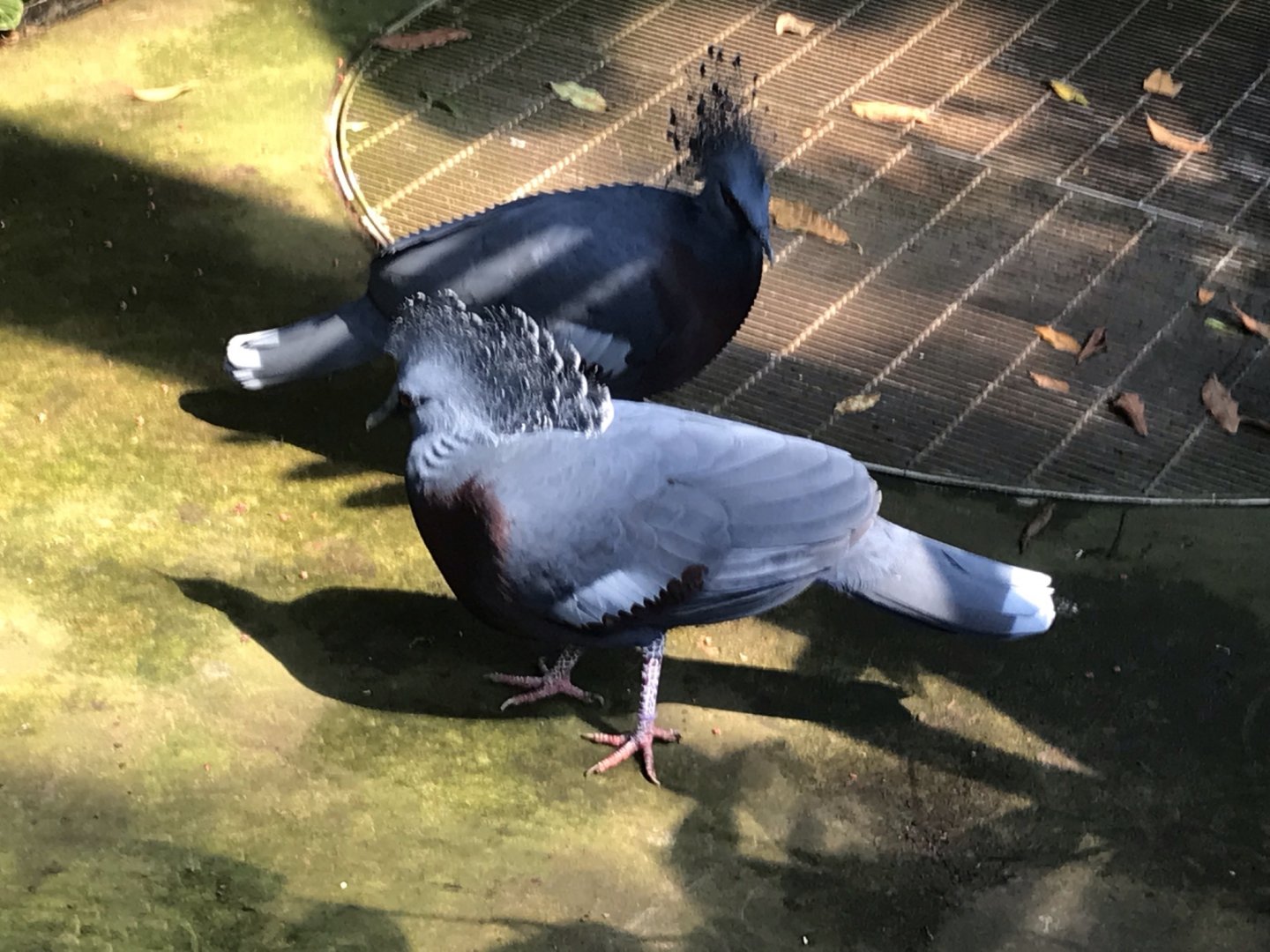 North Carolina Zoo: Victoria Crowned Pigeons