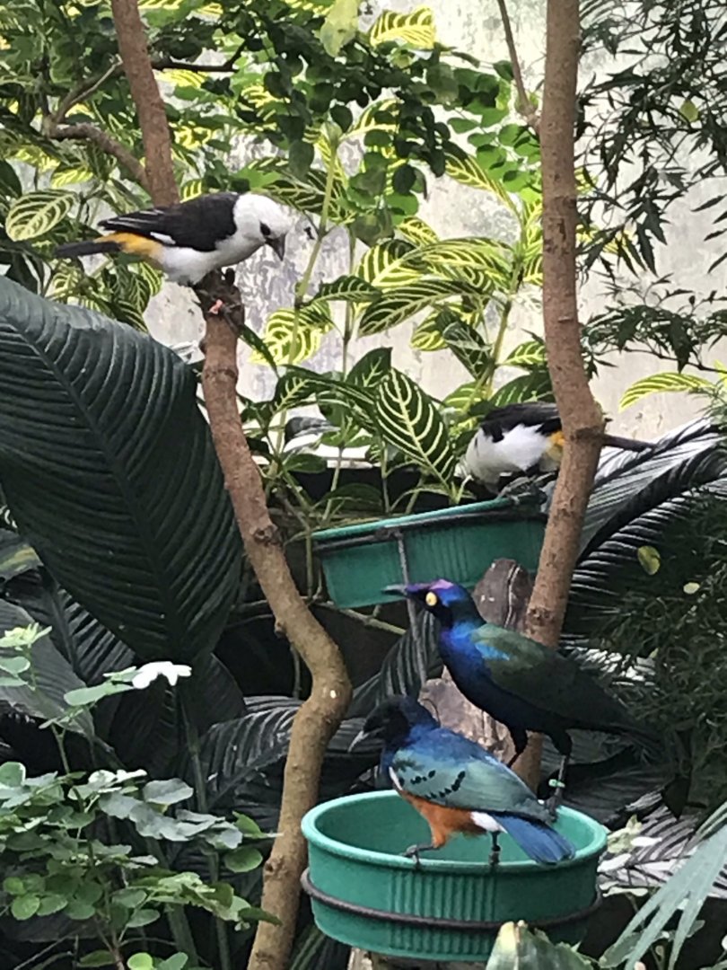 North Carolina Zoo: Weavers and African Starlings