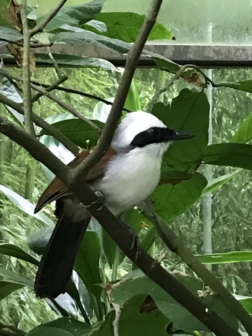 North Carolina Zoo: White-Crested Laughingthrush