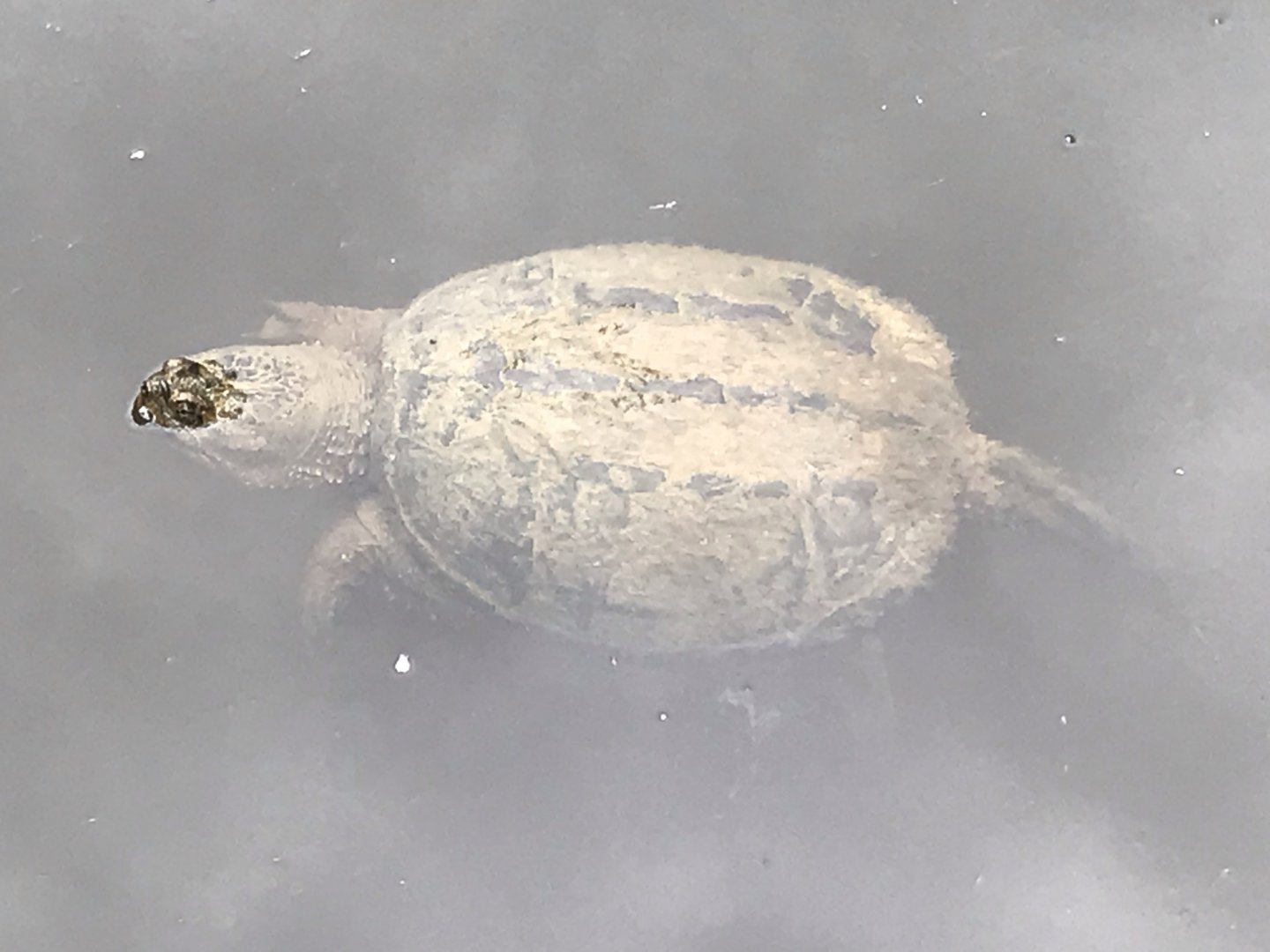 North Carolina Zoo: Wild Common Snapping Turtle