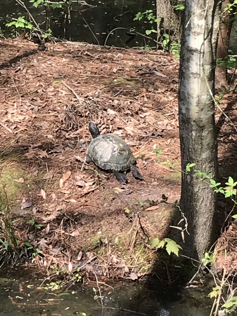 North Carolina Zoo: Wild Turtle