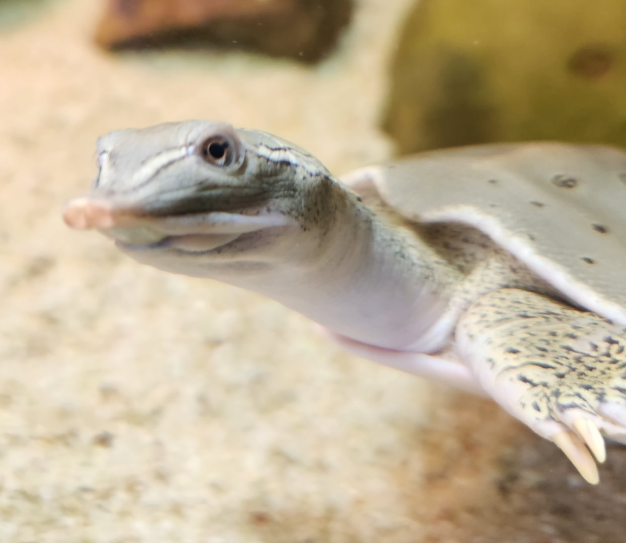 North Chagrin NC - Apalone spinifera