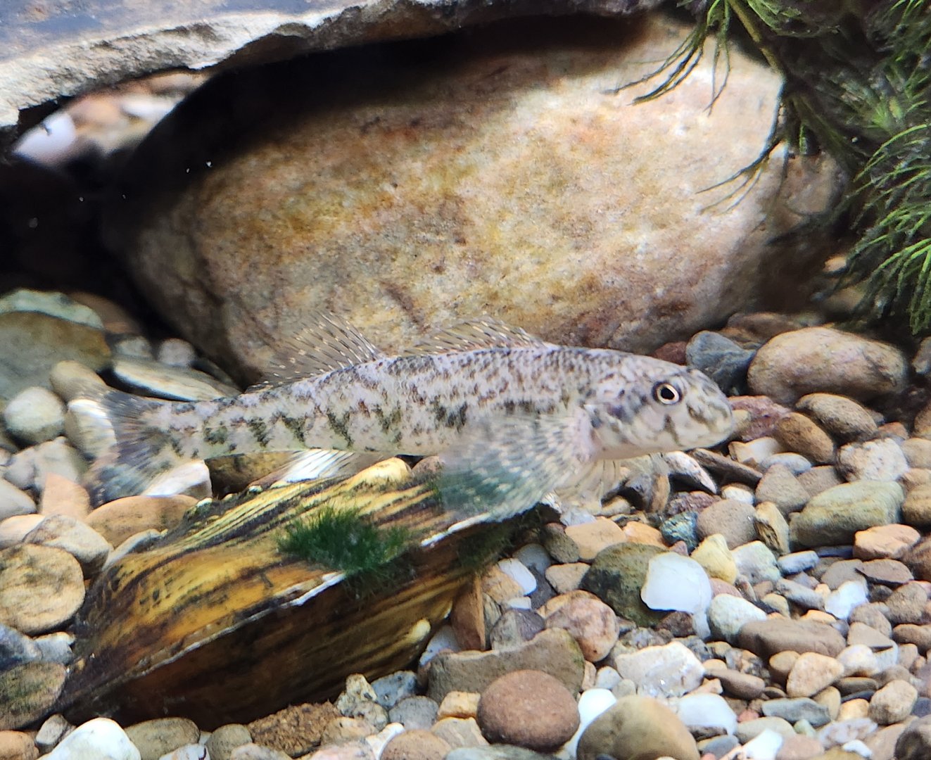 North Chagrin NC - Darter