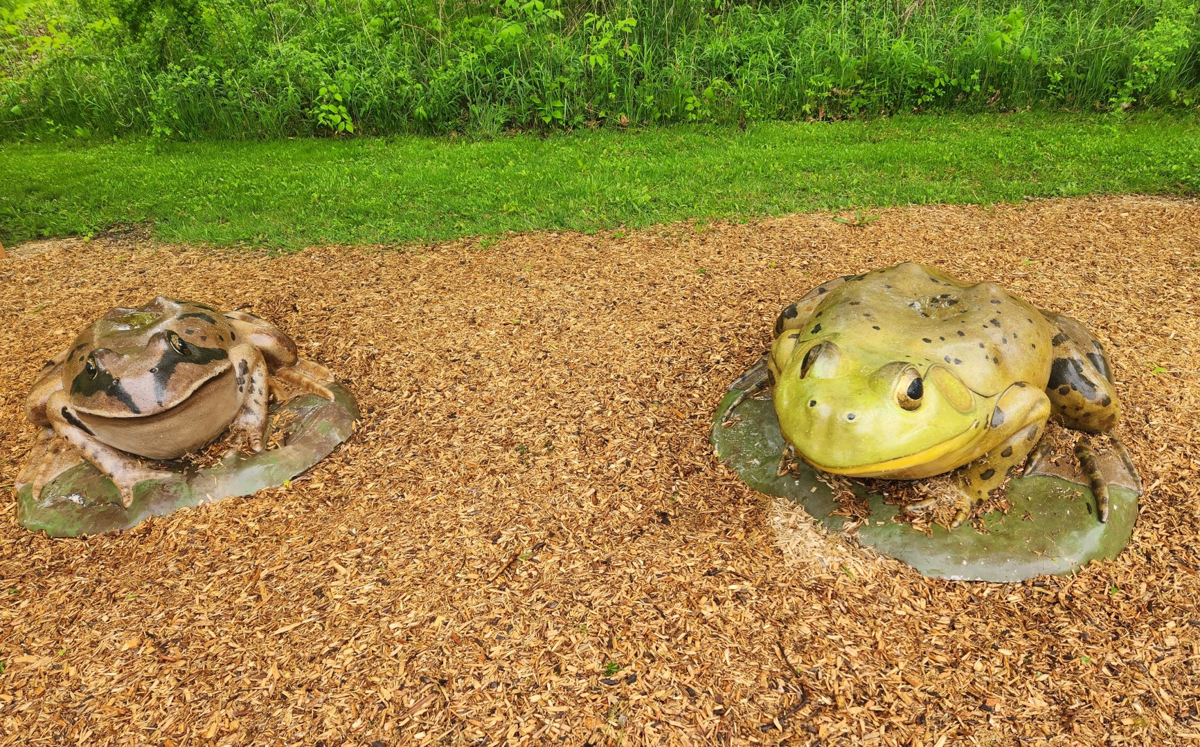 North Chagrin NC - Frog models