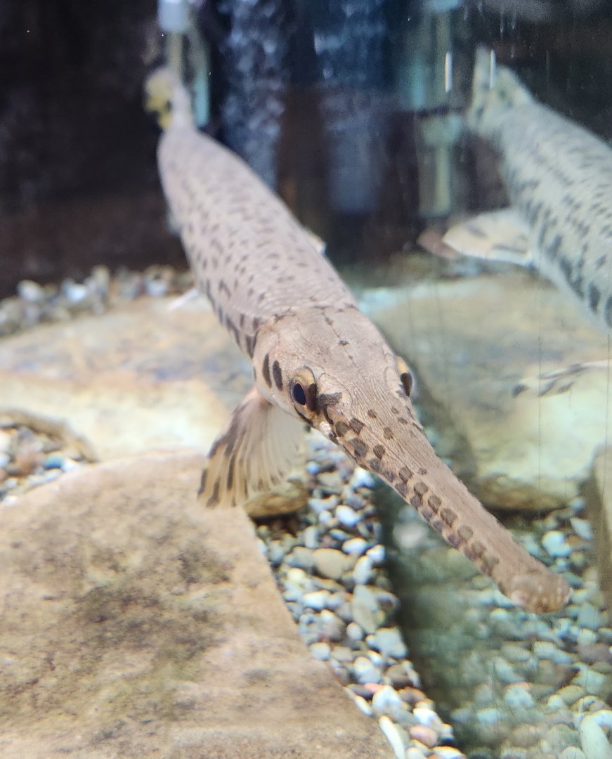 North Chagrin NC - Gar