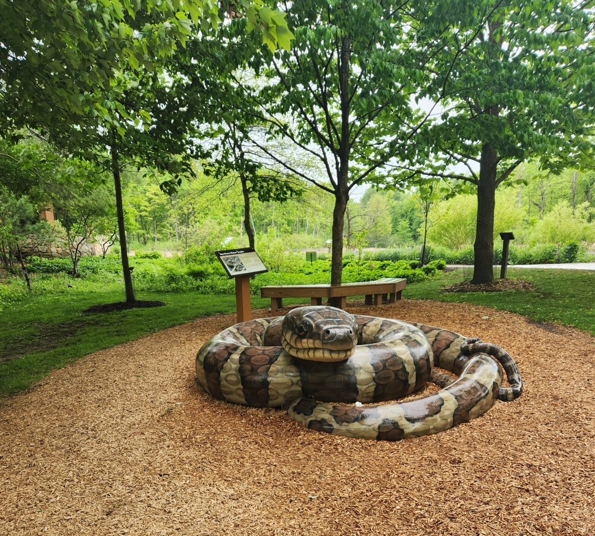 North Chagrin NC - Giant water snake