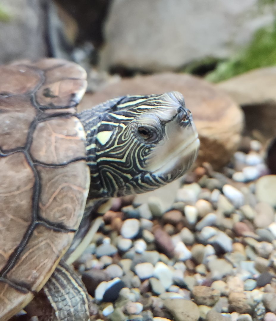 North Chagrin NC - Graptemys geographica