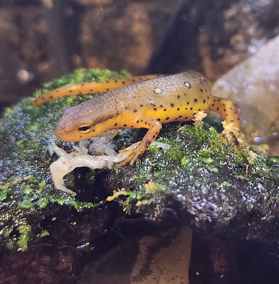 North Chagrin NC - Notophthalmus viridescens