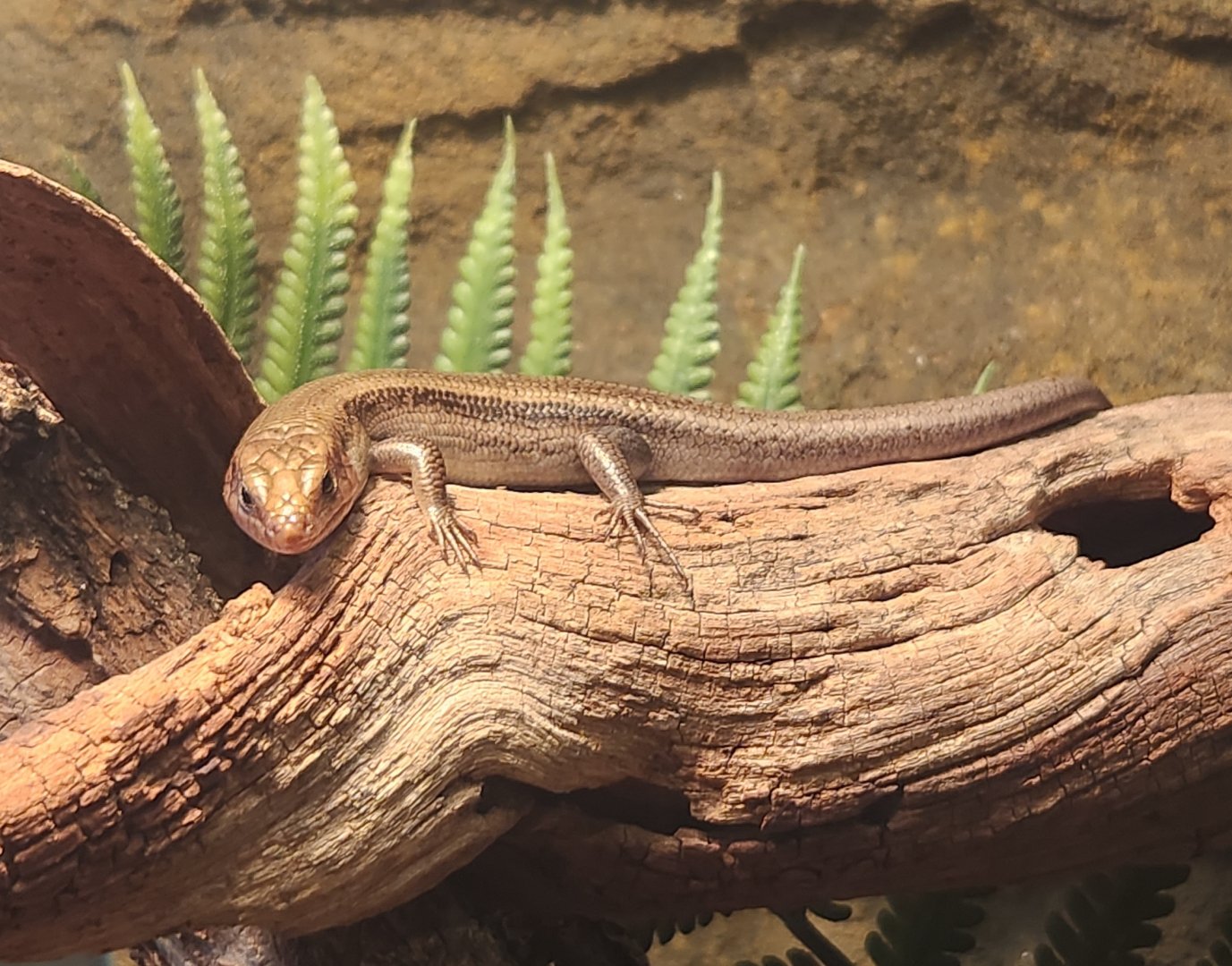 North Chagrin NC - Plestiodon fasciatus