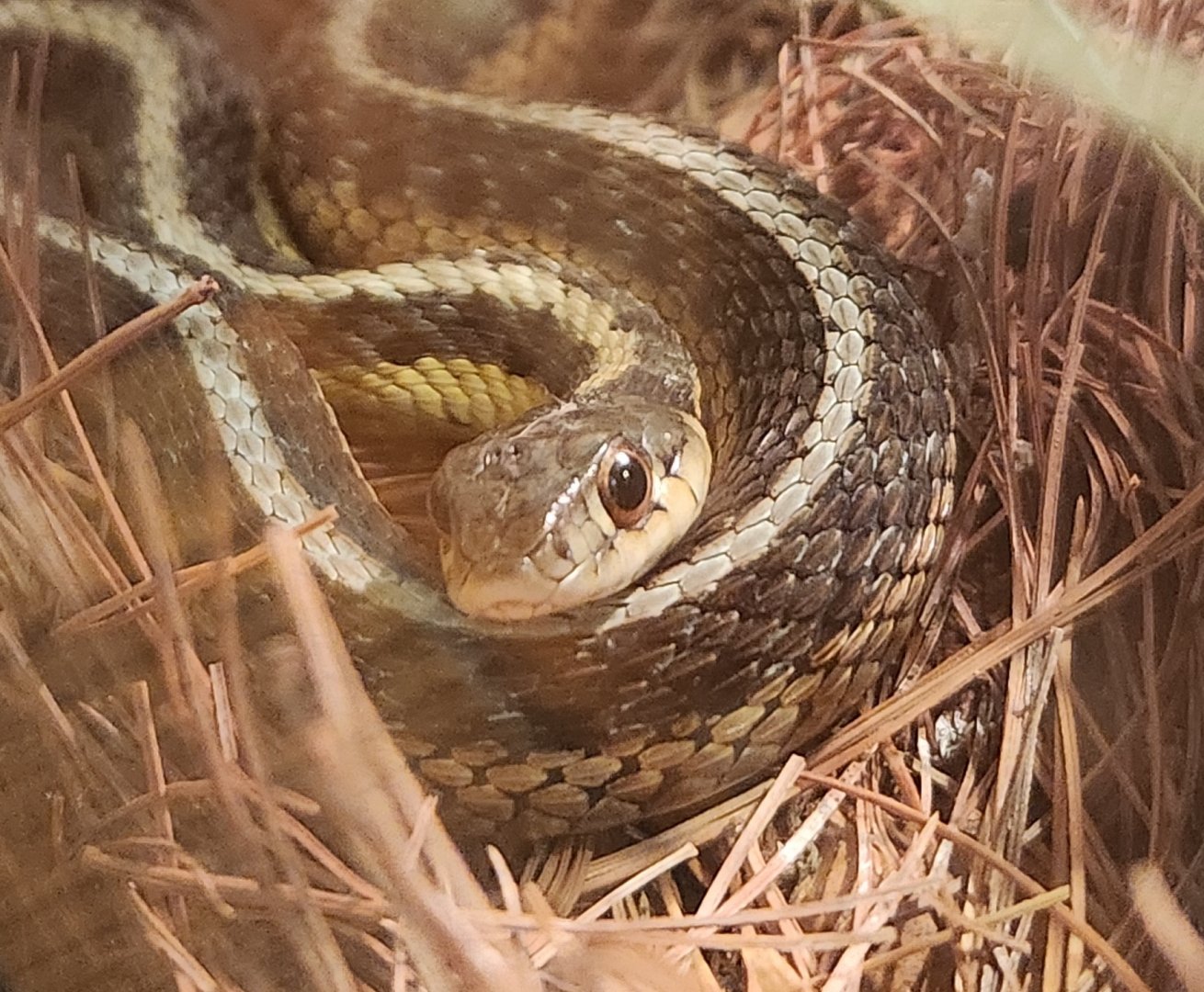 North Chagrin NC - Thamnophis sirtalis