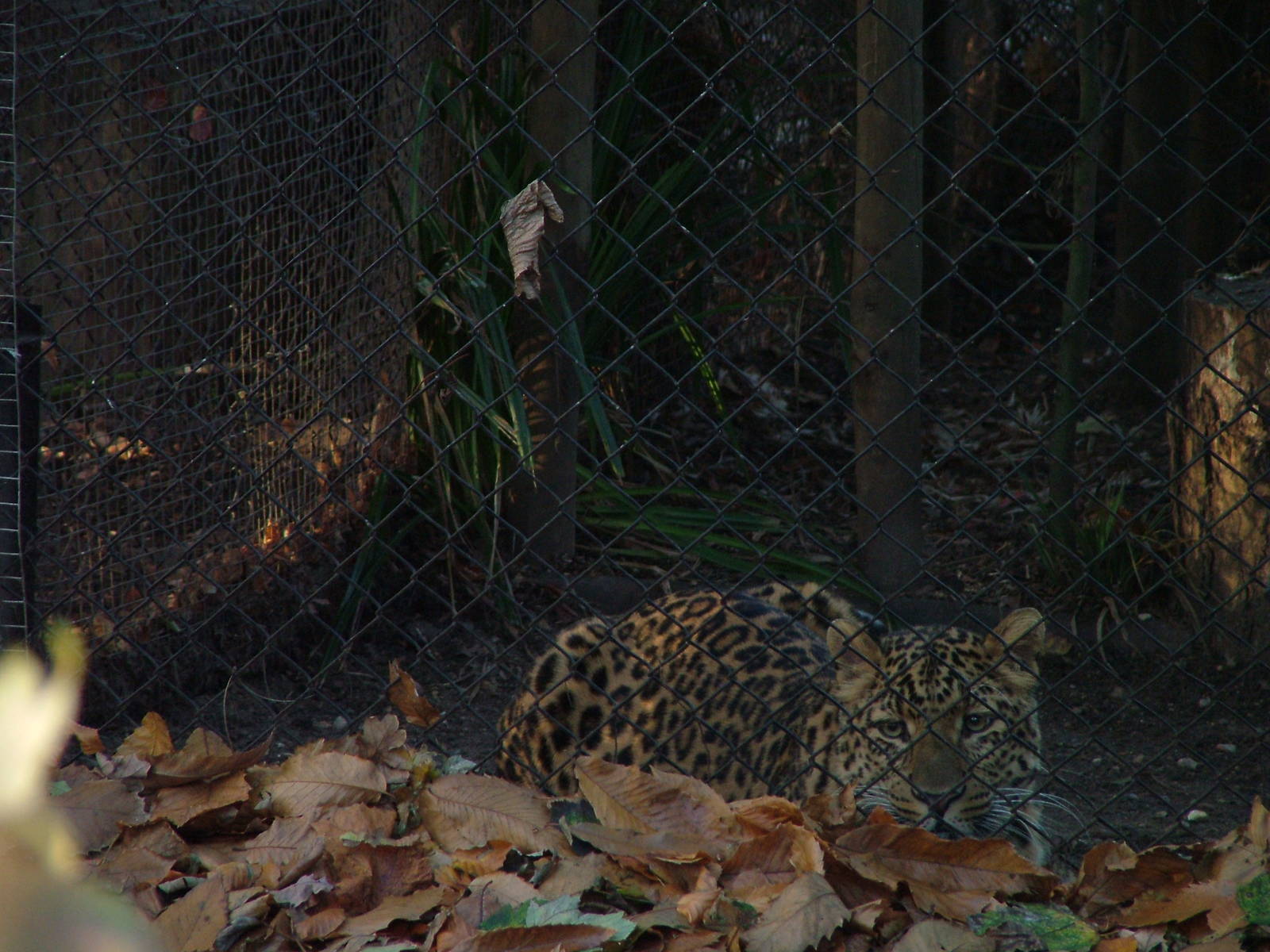 North China Leopard at Howletts 26/11/09