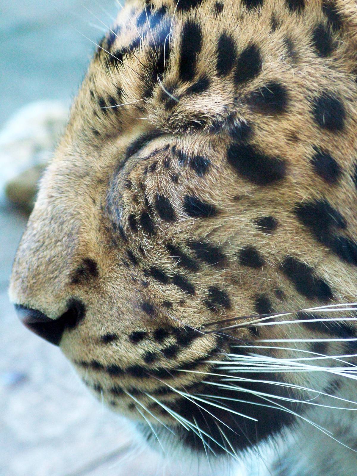 North China Leopard at Liberec, 28/08/12
