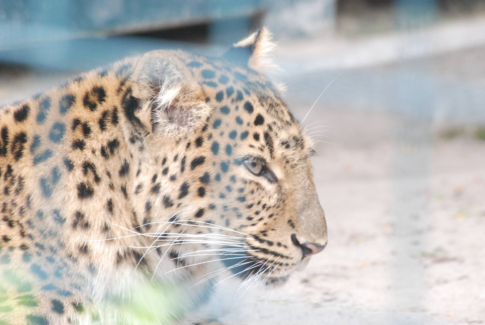 North China Leopard at Tierpark Berlin, 30/08/11