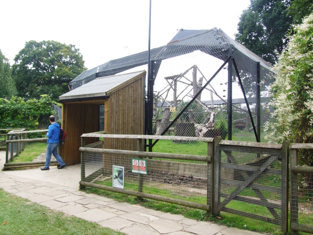 North China Leopard Exhibit at Howletts, 30/08/14