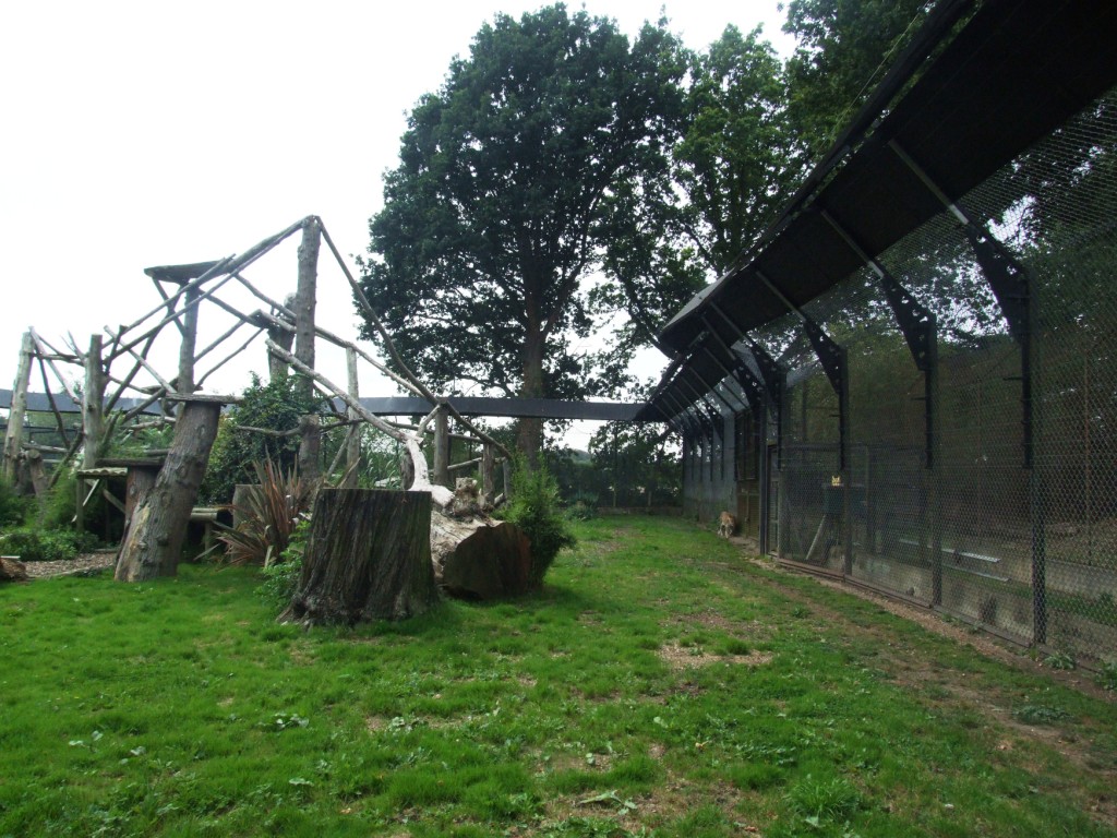 North China Leopard Exhibit at Howletts, 30/08/14