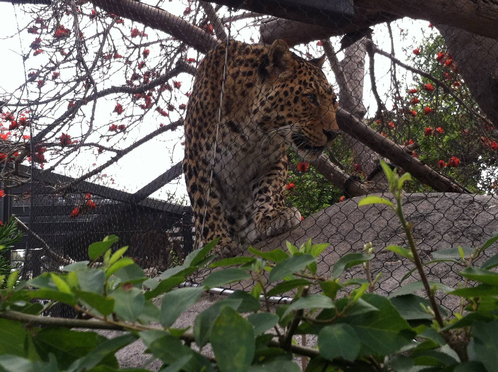 North China Leopard