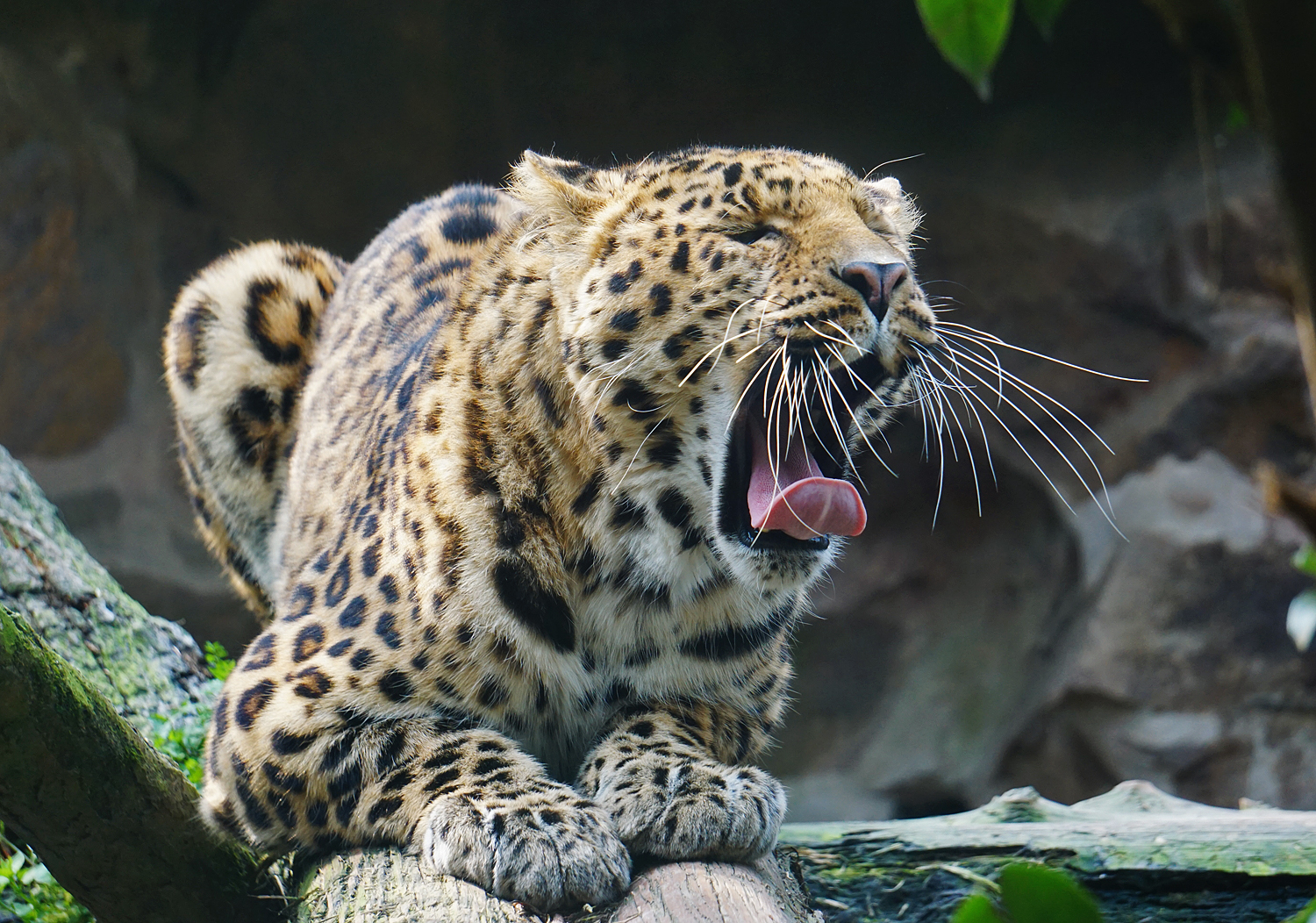 North china leopard