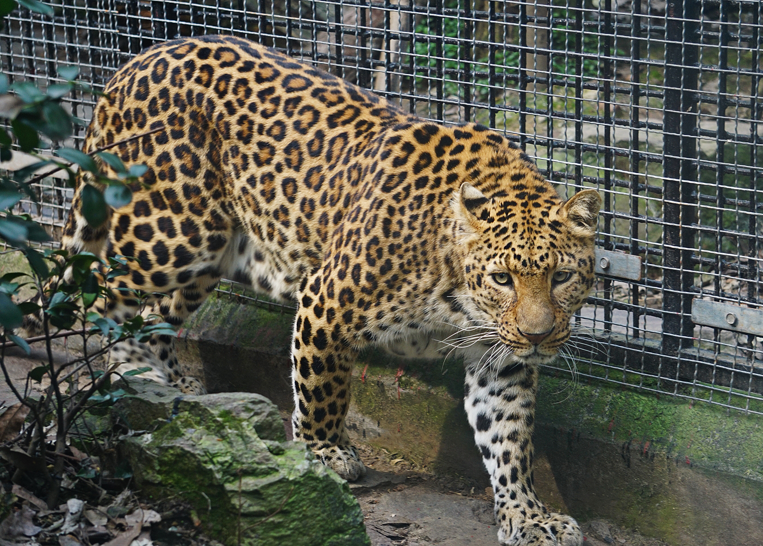 North china leopard