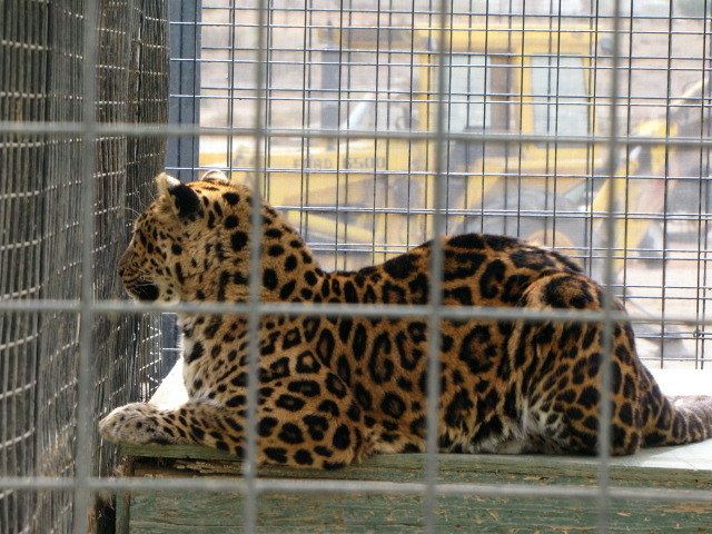 North China Leopard