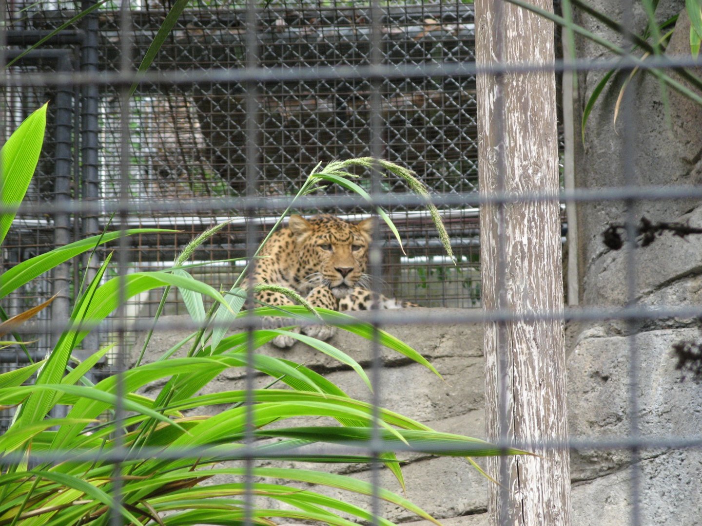 North Chinese Leopard (2008)