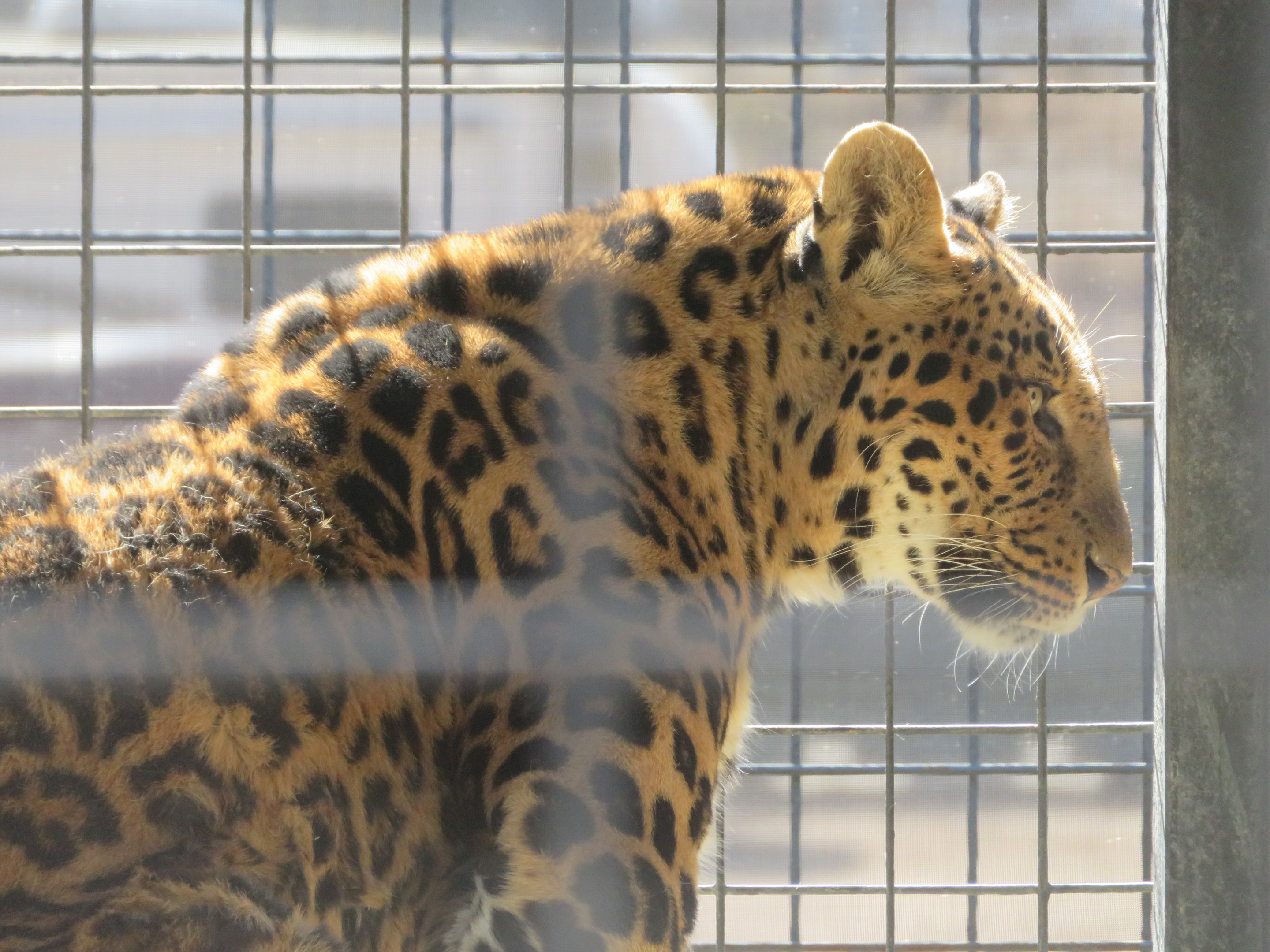 North Chinese Leopard (2022)