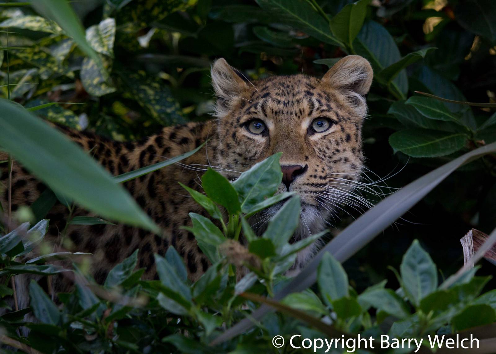 North Chinese leopard (24-10-2011)