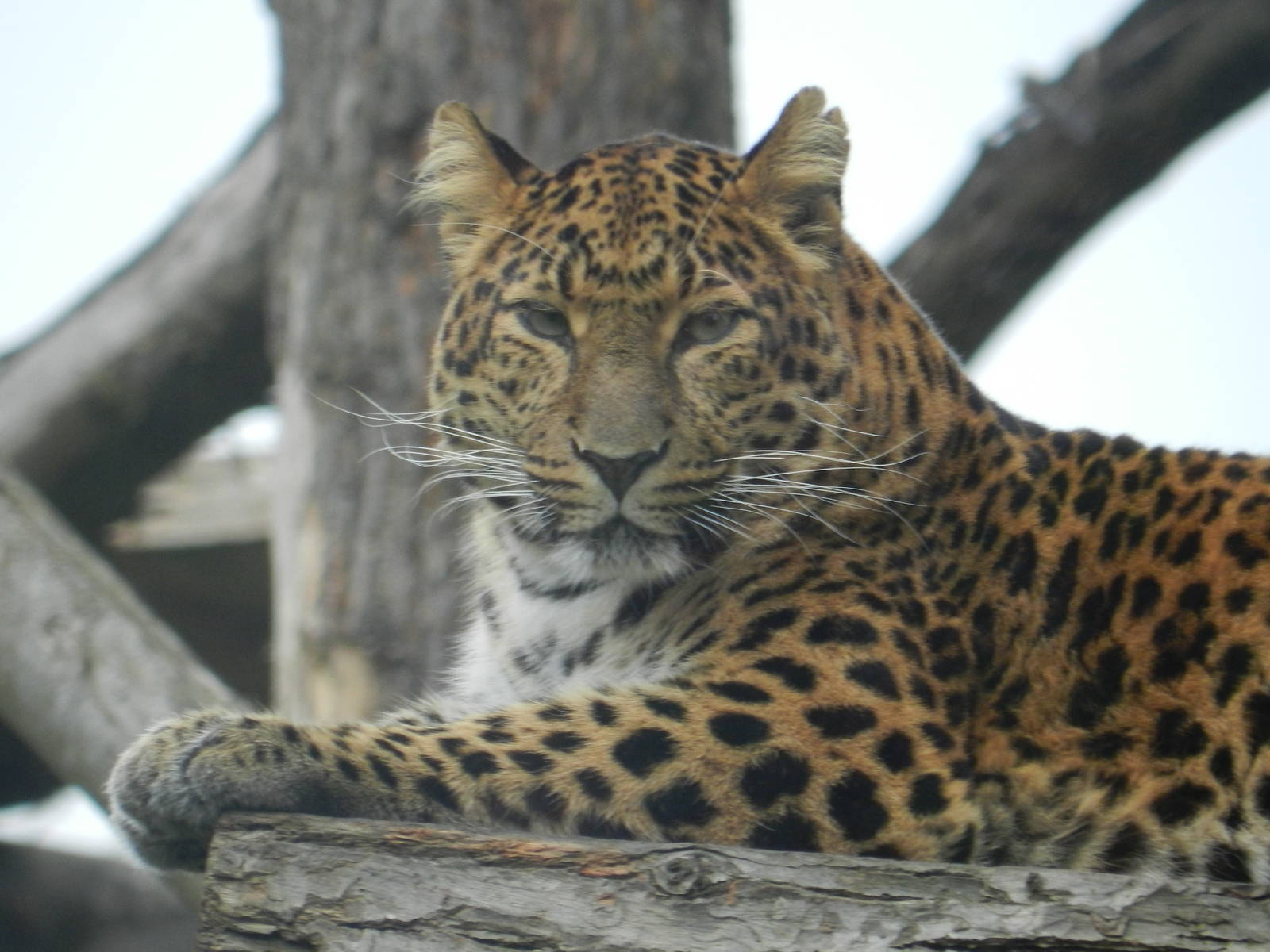North Chinese Leopard 26/10/2015