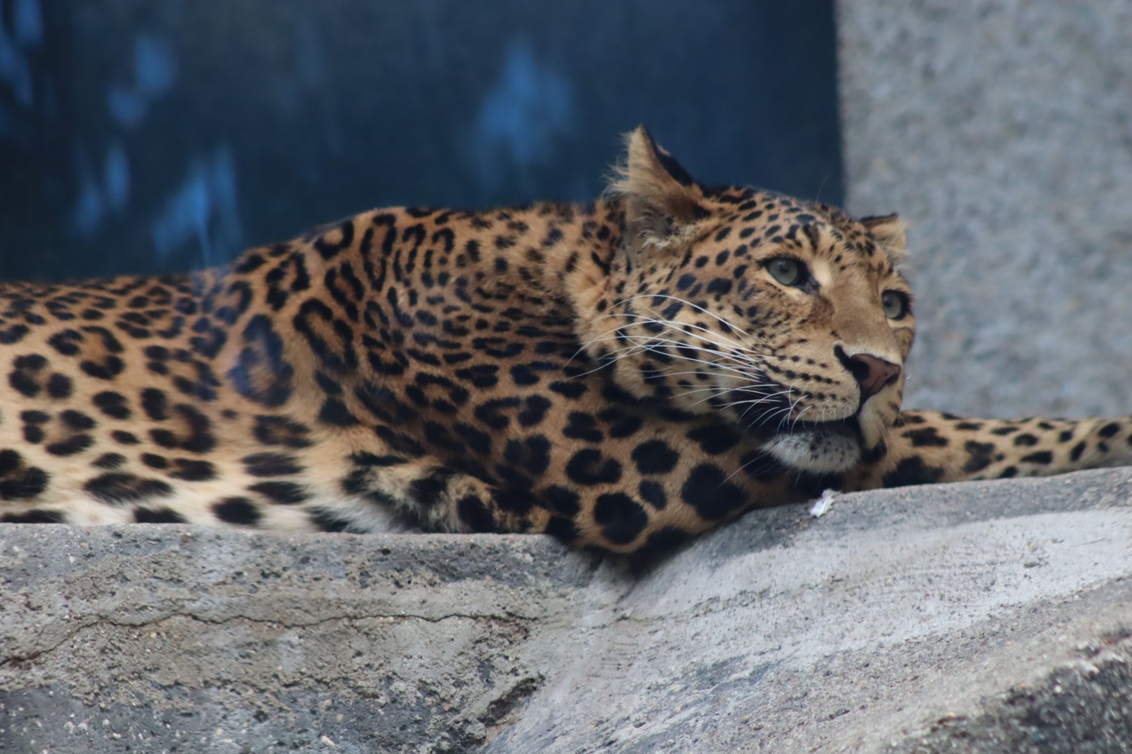 North Chinese Leopard - 6th July 2024