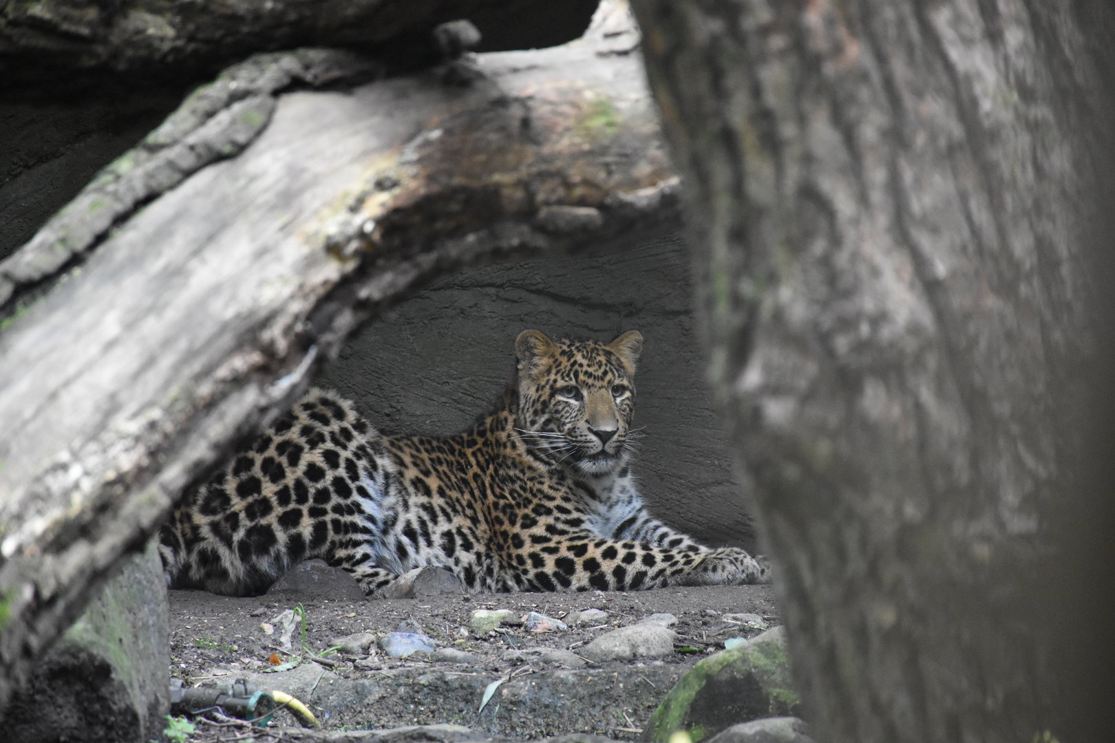 North Chinese leopard/Amur leopard