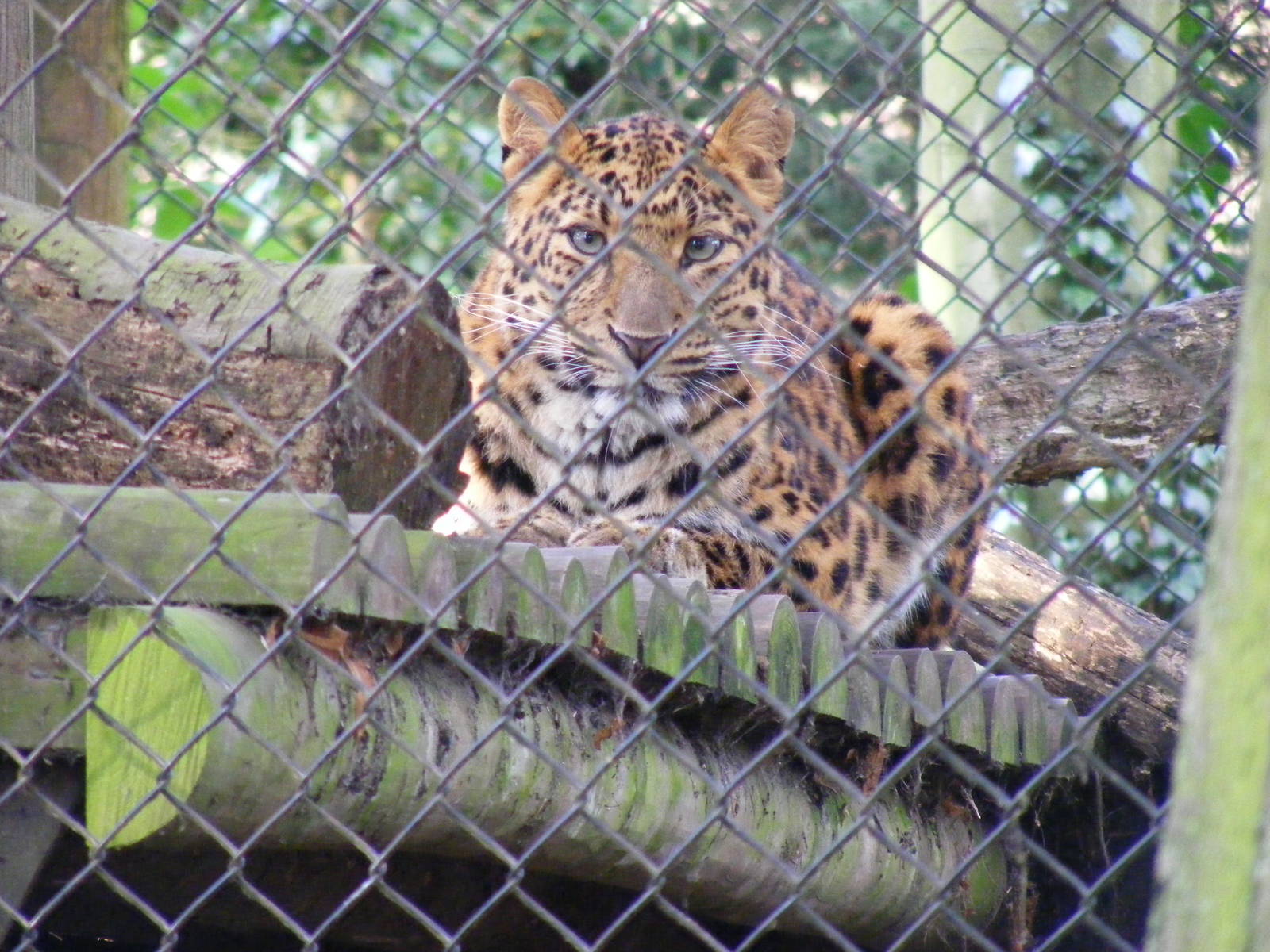 North Chinese leopard at Howletts Wild Animal Park, 12 February 2011