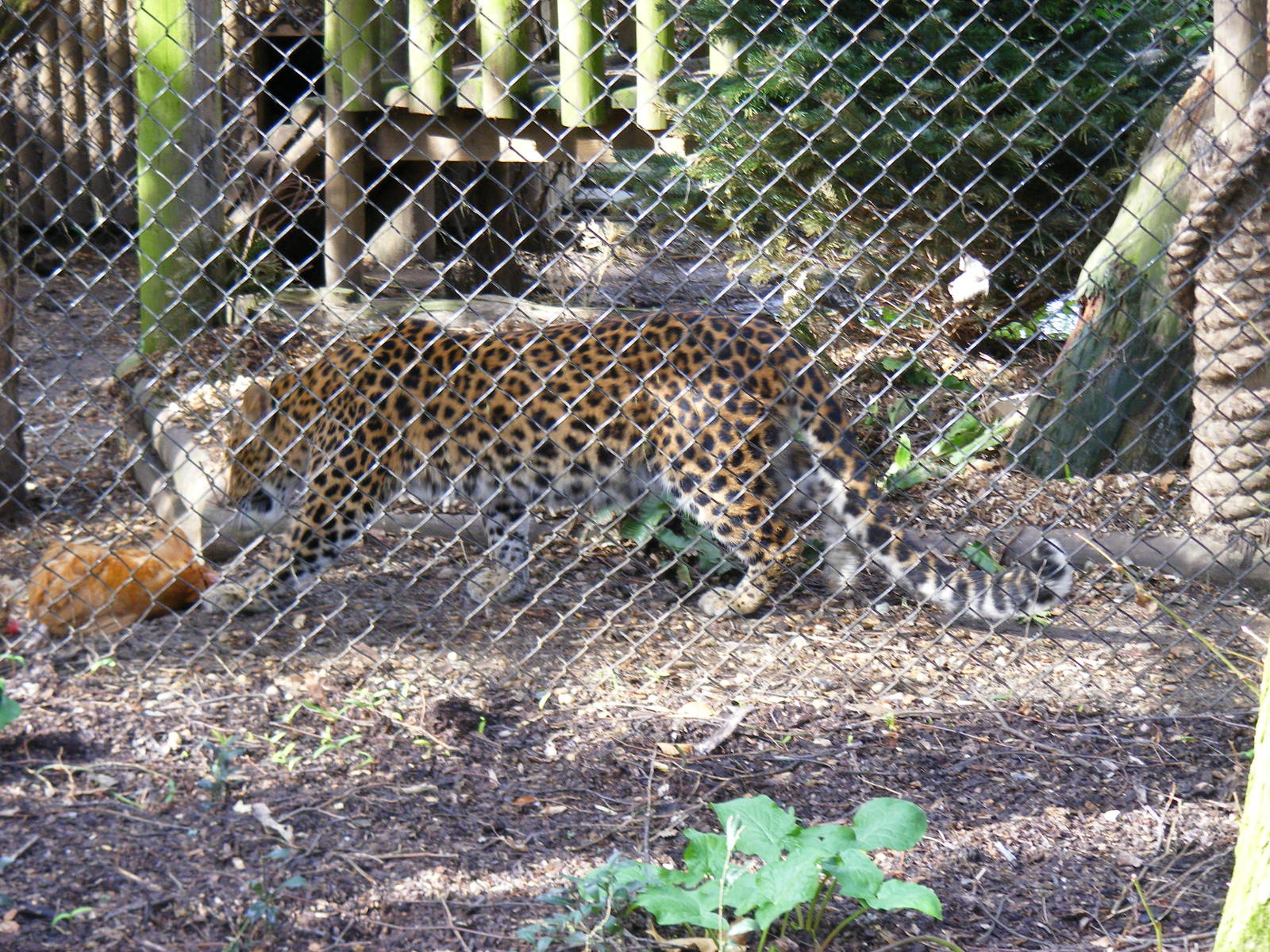 North Chinese leopard at Howletts Wild Animal Park, 3 April 2010