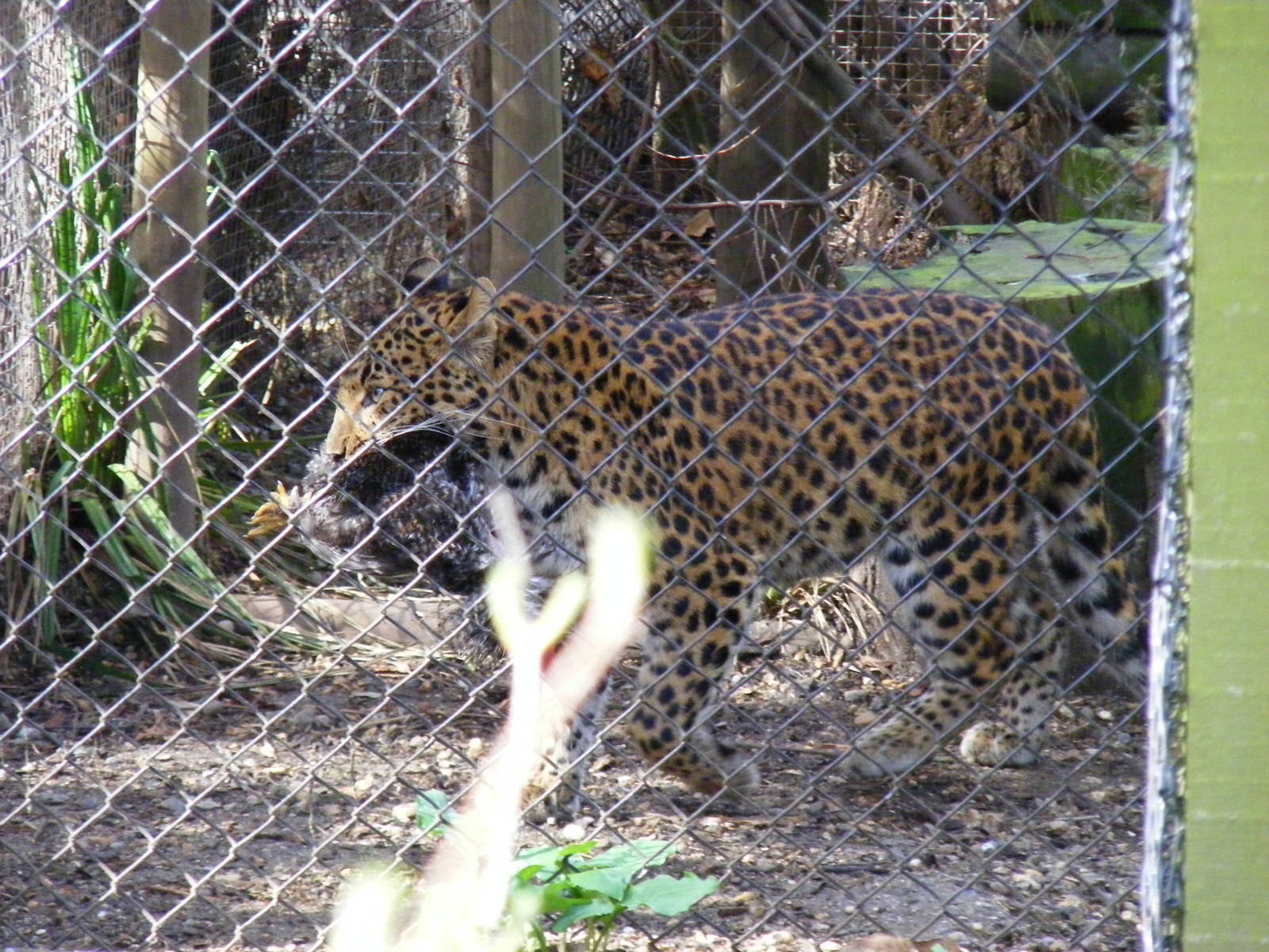 North Chinese leopard at Howletts Wild Animal Park, 3 April 2010