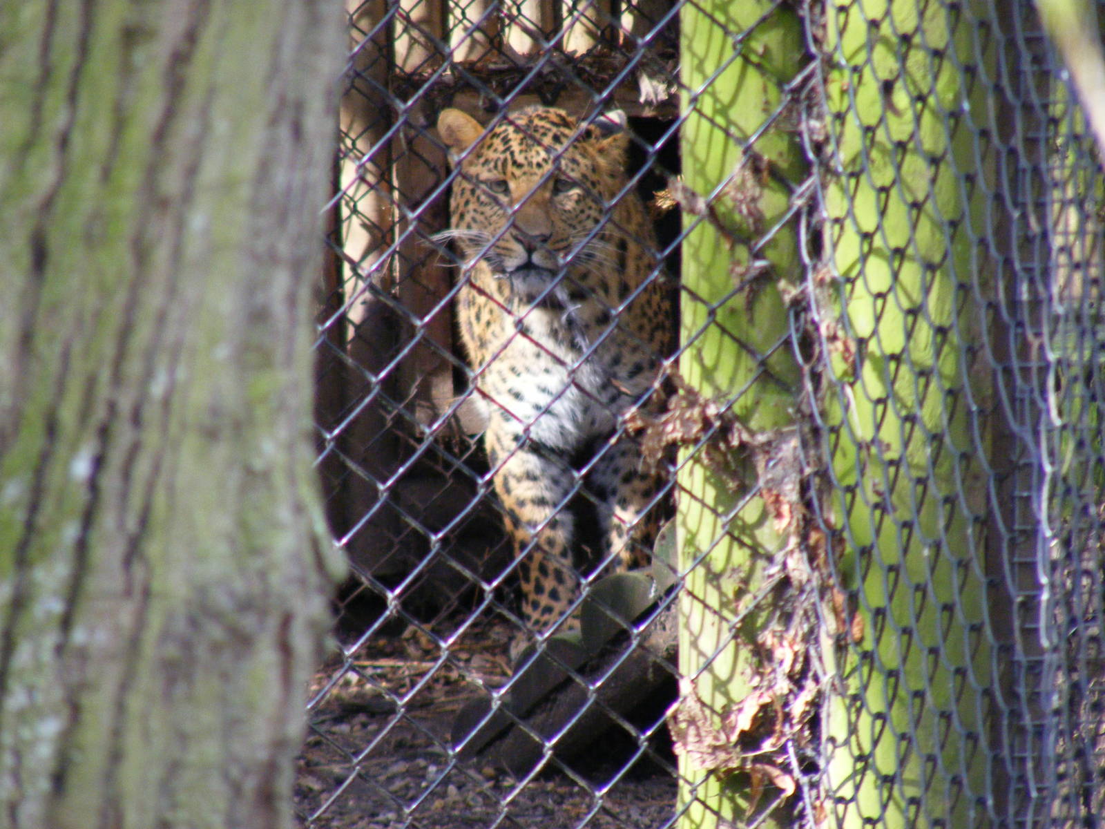 North Chinese leopard at Howletts Wild Animal Park, 3 April 2010