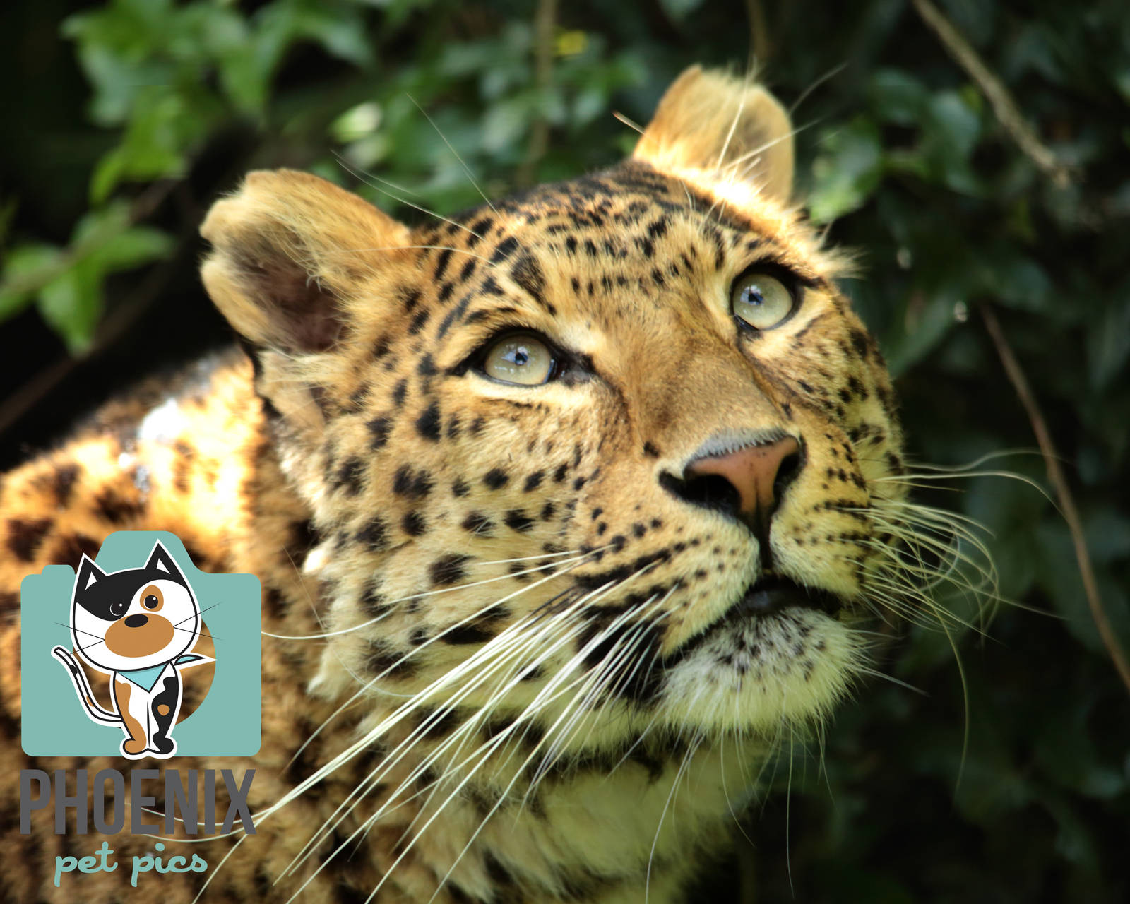 North Chinese Leopard (Atara)