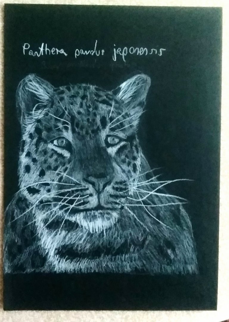 North-chinese leopard drawing based on @Neva's photo