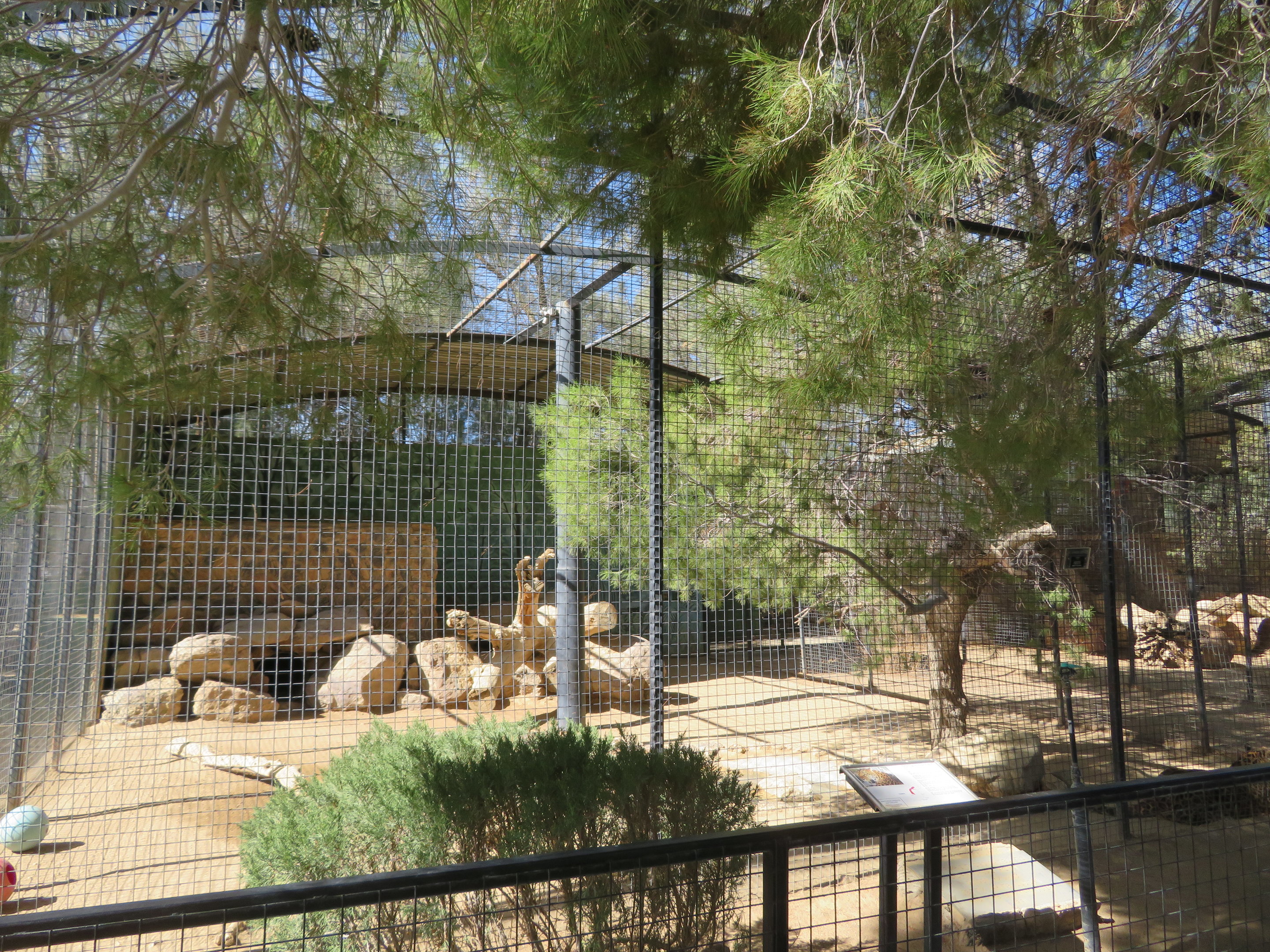 North Chinese Leopard Enclosure (2022)