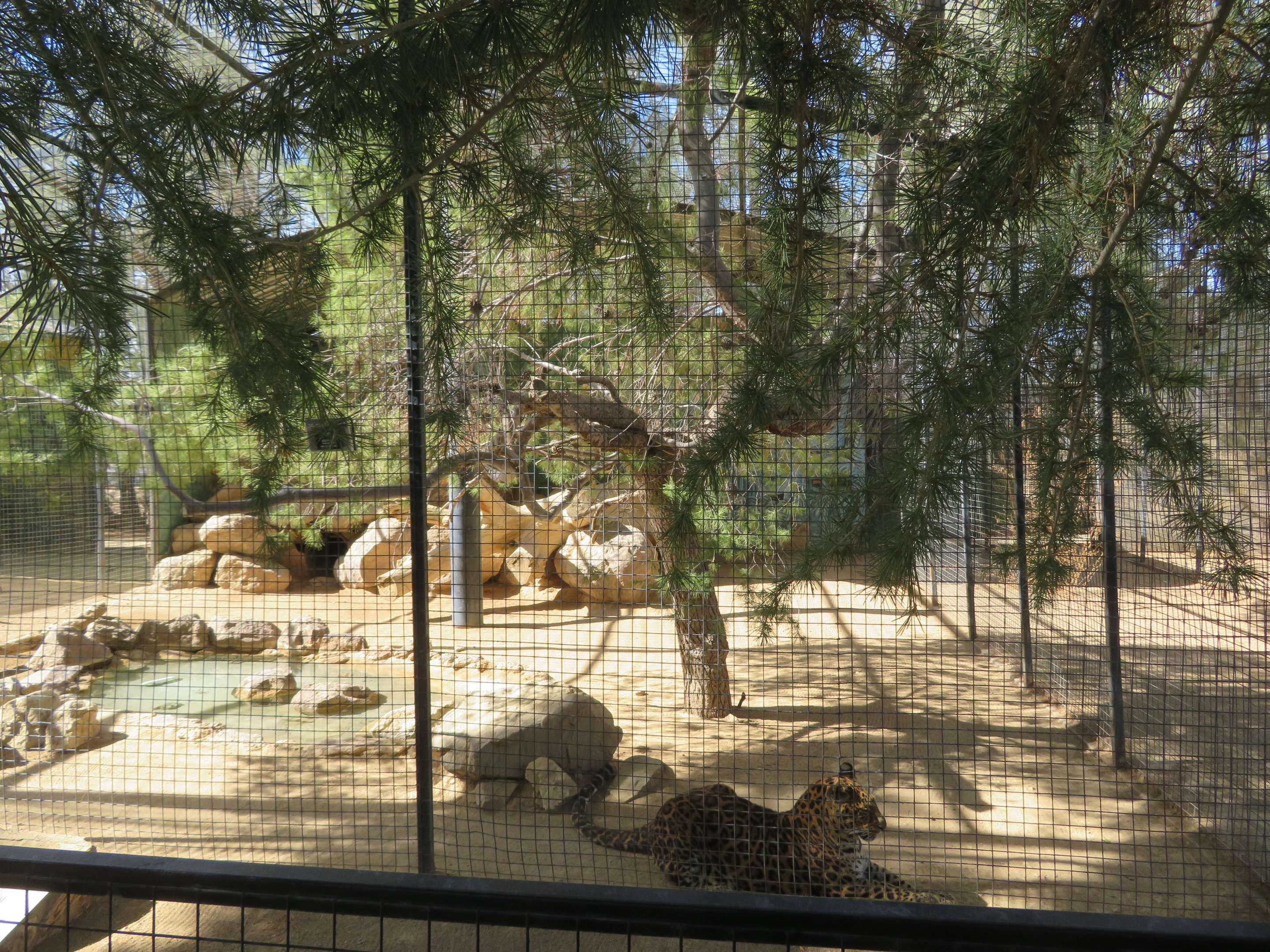 North Chinese Leopard Enclosure (2022)