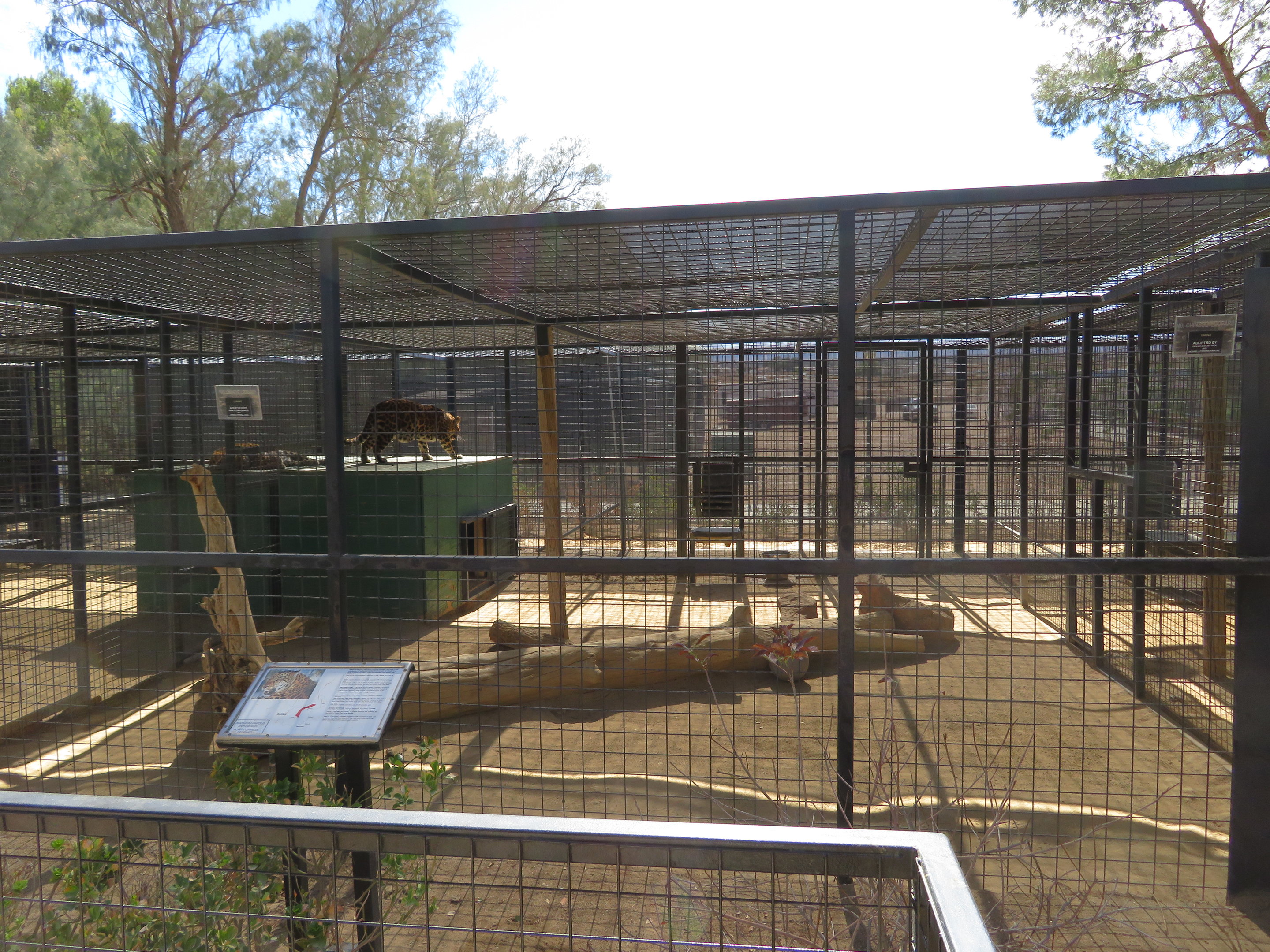 North Chinese Leopard Enclosure (2022)