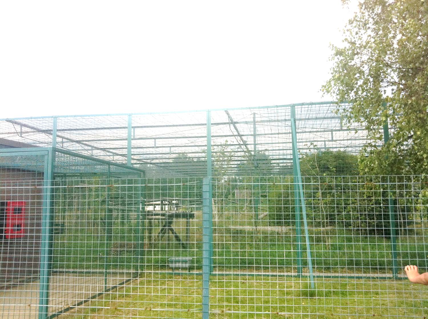 North Chinese Leopard Enclosure (3rd July 2011)
