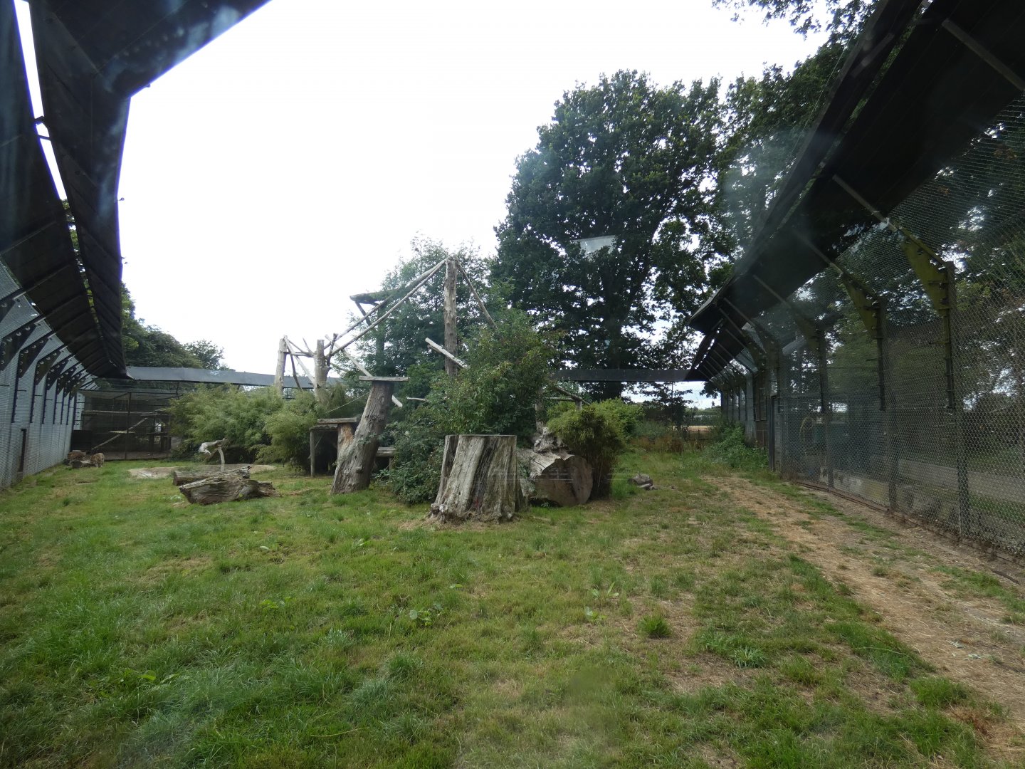 North Chinese Leopard enclosure