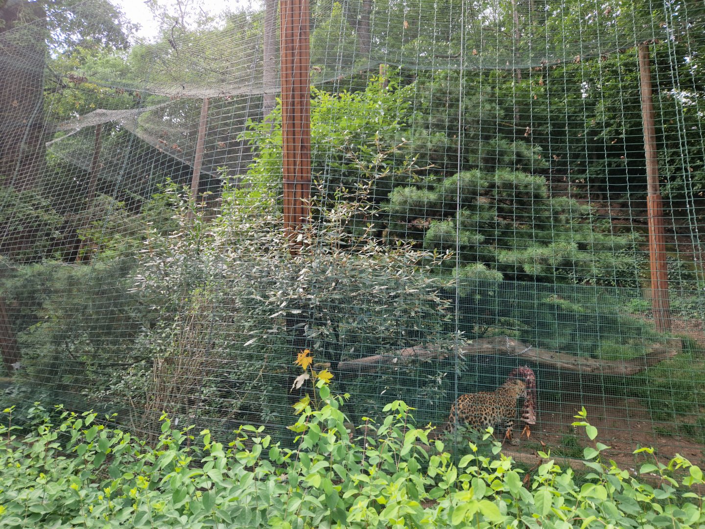 North Chinese leopard enclosure
