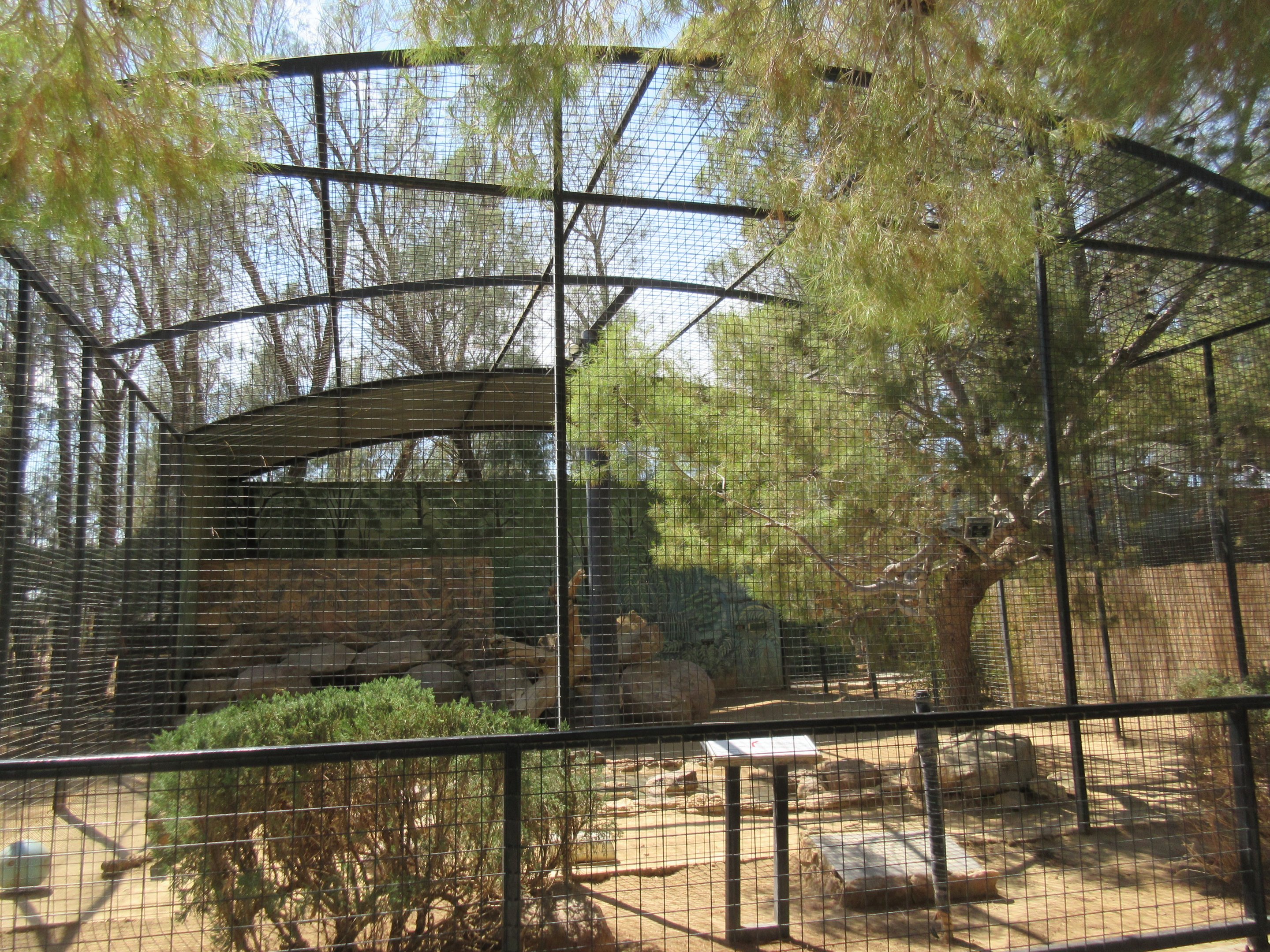 North Chinese Leopard Exhibit #1