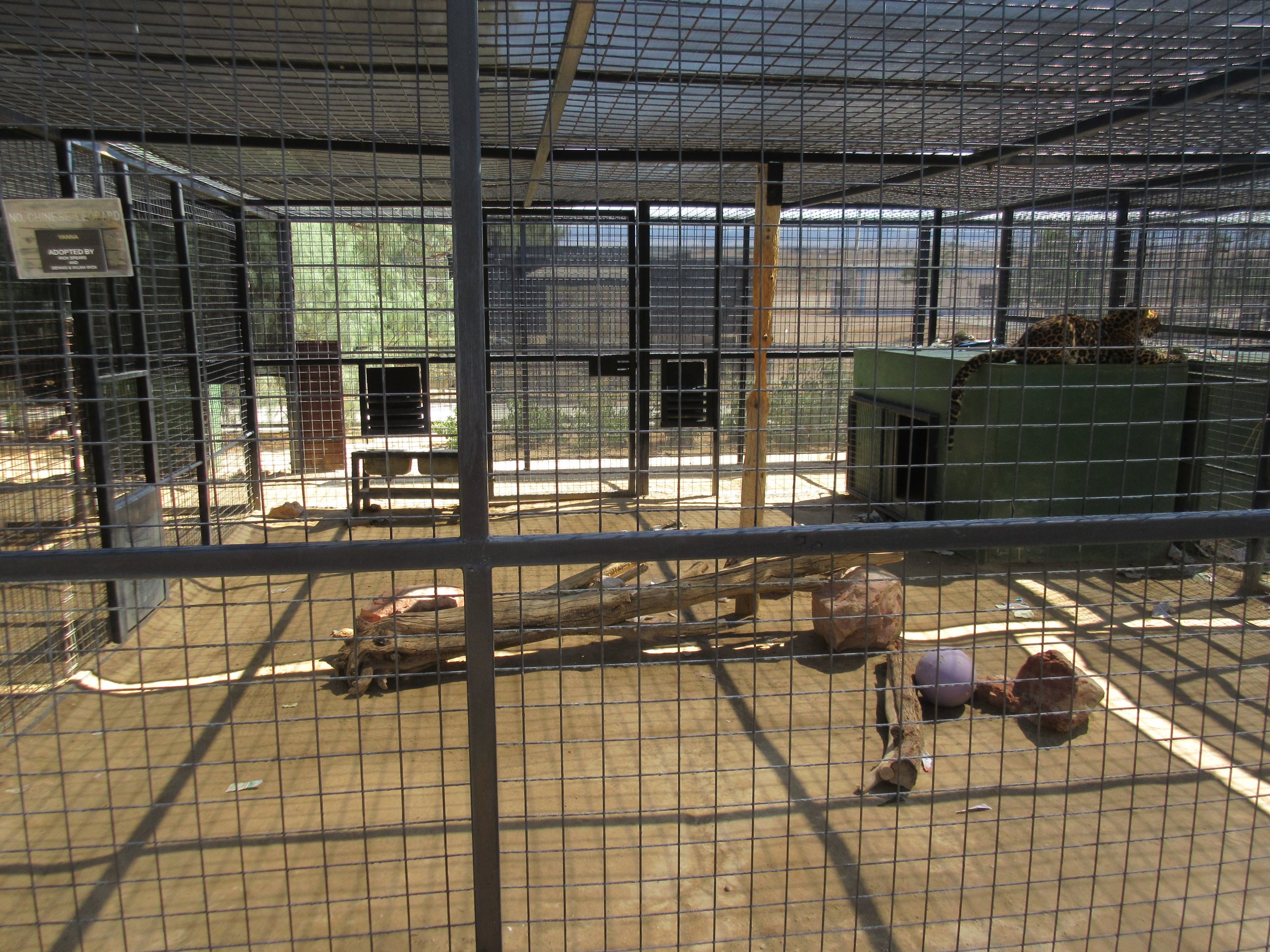 North Chinese Leopard Exhibit #2