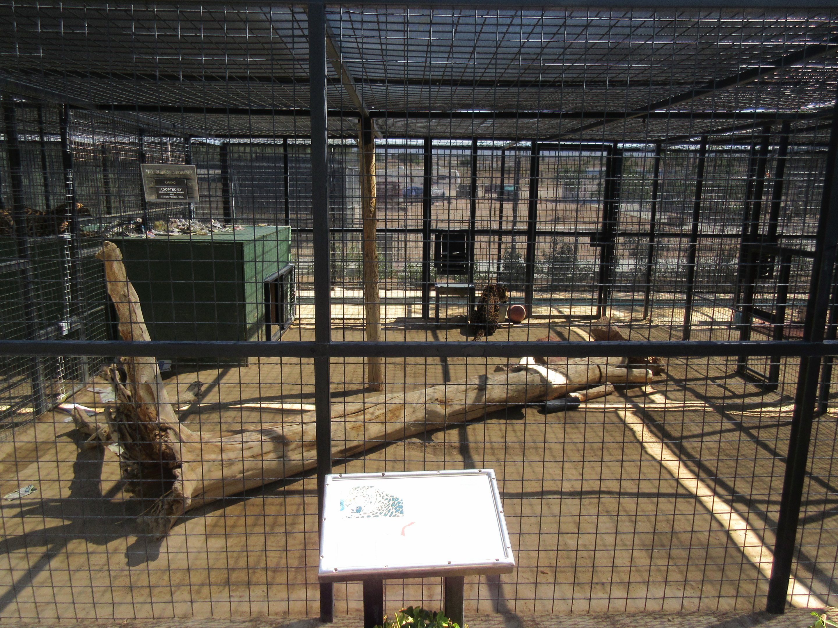 North Chinese Leopard Exhibit #3