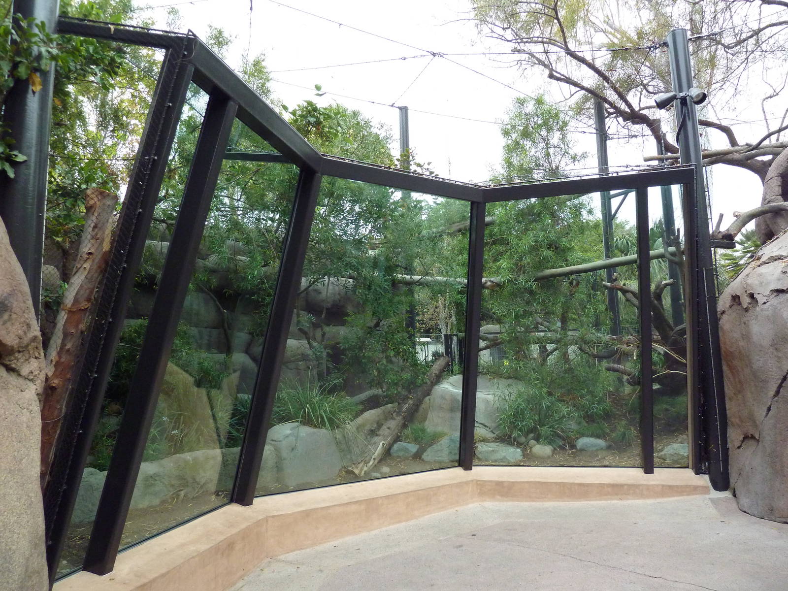 North Chinese Leopard Exhibit (New In 2011)