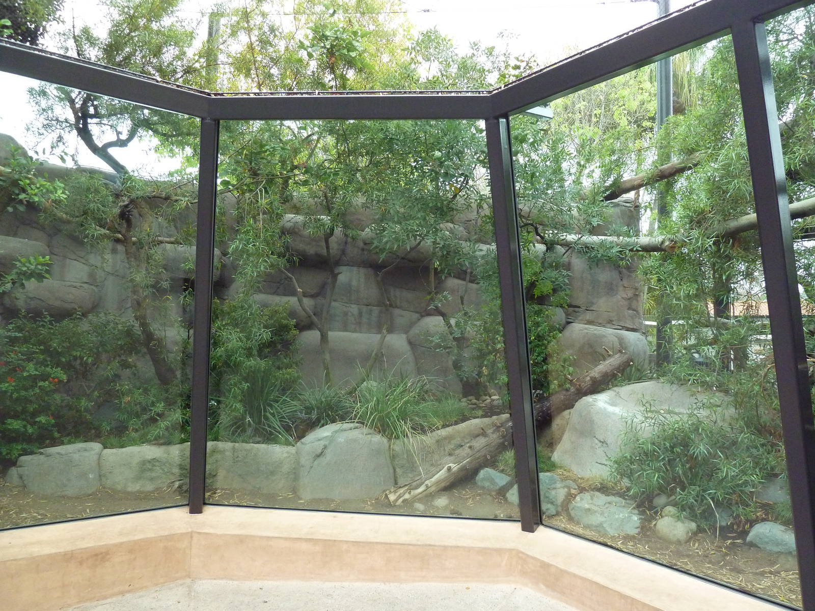North Chinese Leopard Exhibit (New In 2011)