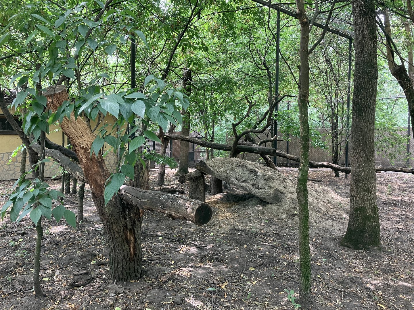 North-Chinese leopard exhibit