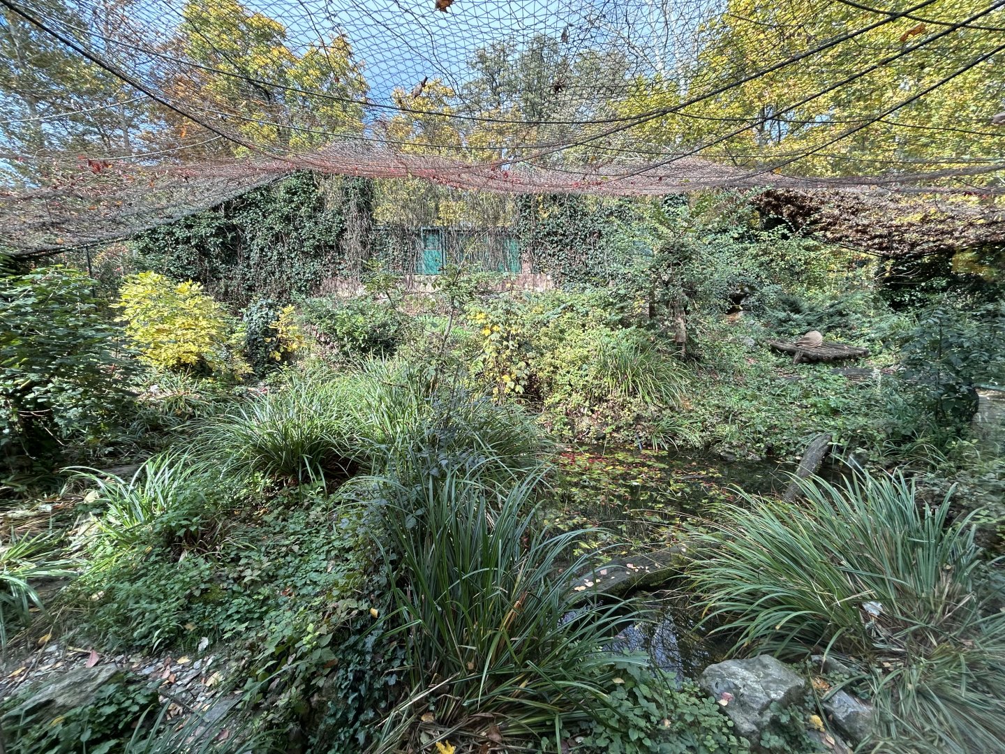 North Chinese Leopard Exhibit