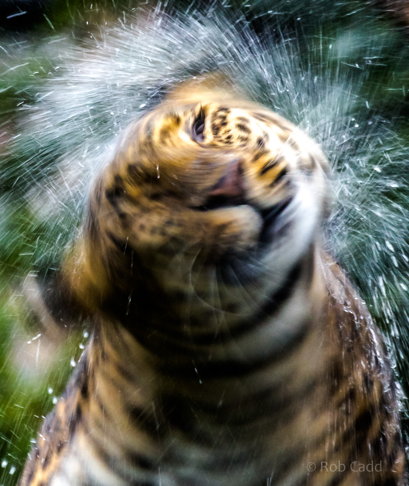 North Chinese leopard : Howletts : 06 Oct 2018