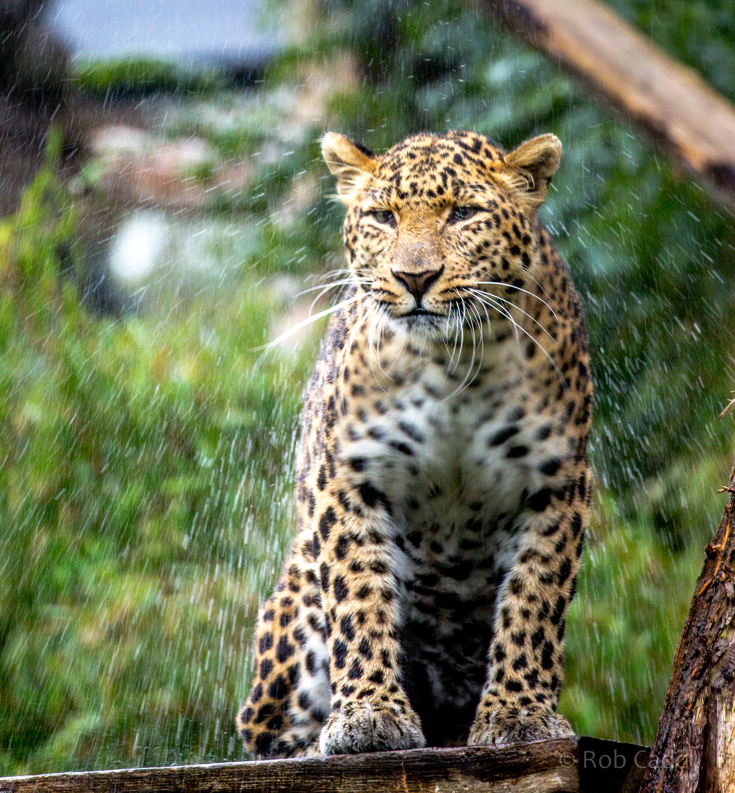 North Chinese leopard : Howletts : 06 Oct 2018